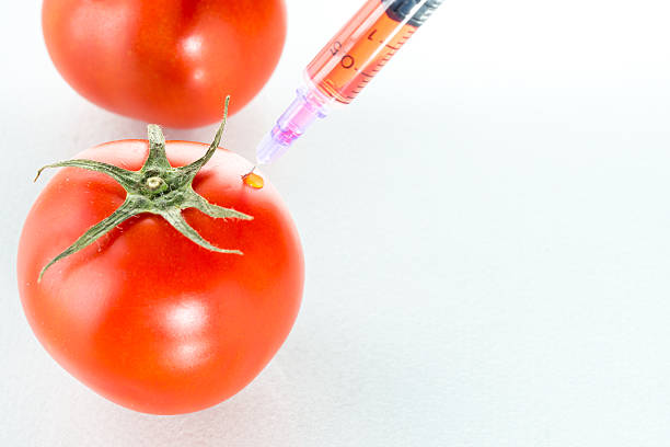 генетическая модификация красный помидор лабораторная стеклянная посуда на белом - tomato genetic modification biotechnology green стоковые фото и изображения