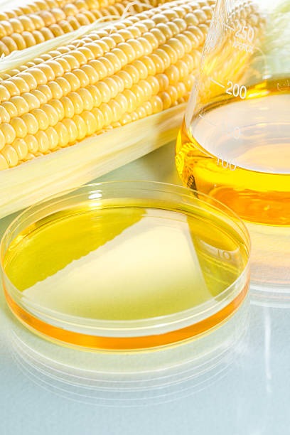 istock Biofuel or Corn Syrup sweetcorn 482157092