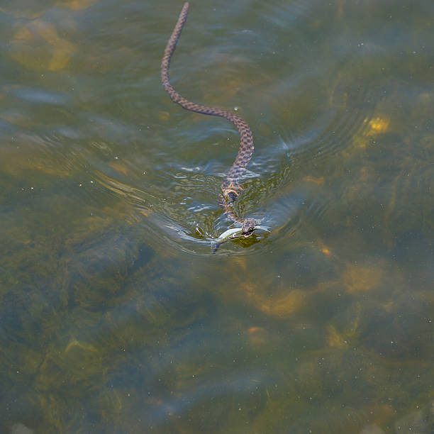 istock Dice snakedoing an aquatic procedure 482162058