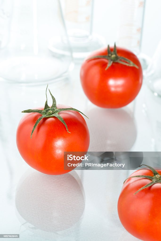 genetic modification red tomato laboratory glassware on white eating genetic modification red tomato laboratory glassware agriculture 2015 Stock Photo