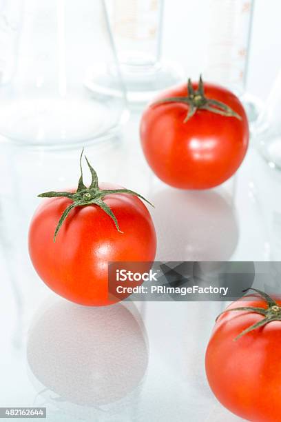 Genetic Modification Red Tomato Laboratory Glassware On White Stock Photo - Download Image Now