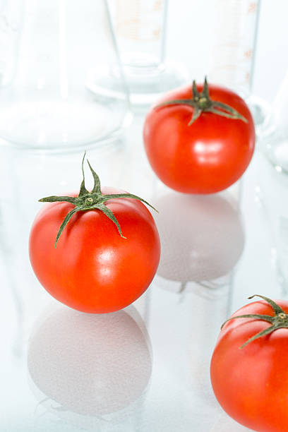 генетическая модификация красный помидор лабораторная стеклянная посуда на белом - tomato genetic modification biotechnology green стоковые фото и изображения