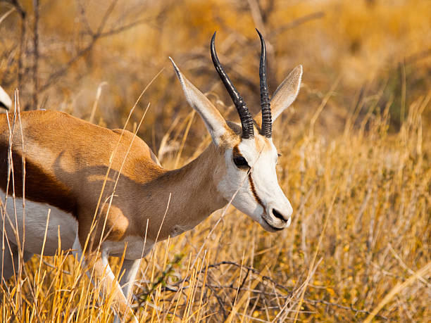 istock Male Impala walking in the savanna 482162650