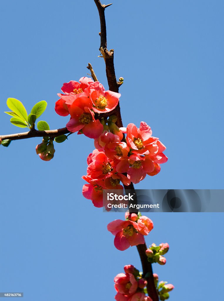 pomegranate in the spring Blossoming branch of a pomegranate in the spring 2015 Stock Photo