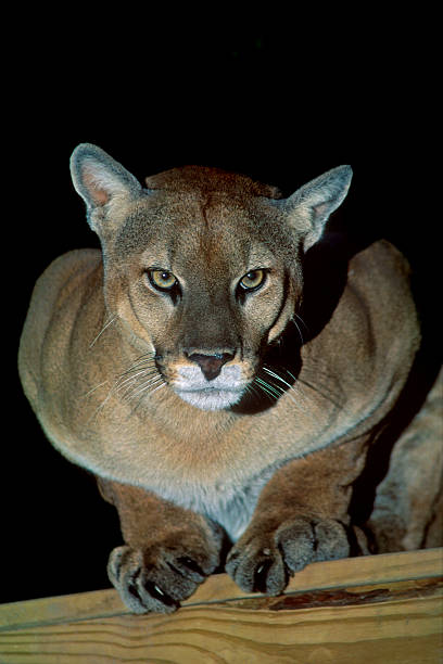 istock Majestic Cougar Isolated on Black 482165933