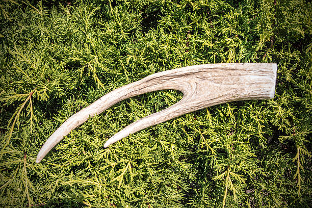 istock Deer antlers on green bush tree background in woods 482166428