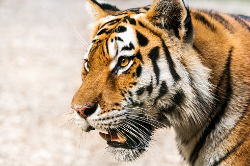 Portrait of a tiger who looks intently into the distance. Its cold, steady gaze inspires the fear and the respect. His mouth is open so you can clearly see the large fangs and much smaller incisors. Characteristic patterns and textures of fur are clearly visible. The tiger is standing in front of a sandy beach on the river, which is heavily blurred due to shallow depth of field.
