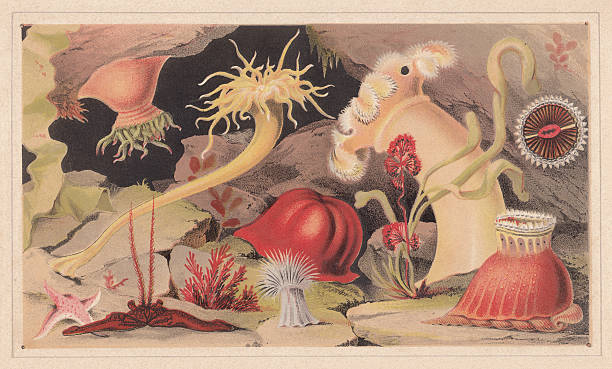 ilustrações de stock, clip art, desenhos animados e ícones de anémonas do mar, litografia, publicada em 1868 - etching starfish engraving engraved image