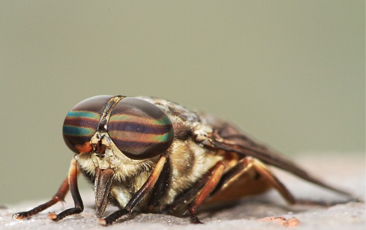 Close-up of a horsefly whle is was sitting on some bricks.