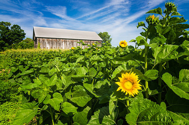 istock Sunflowers in the Cornfield 482170172