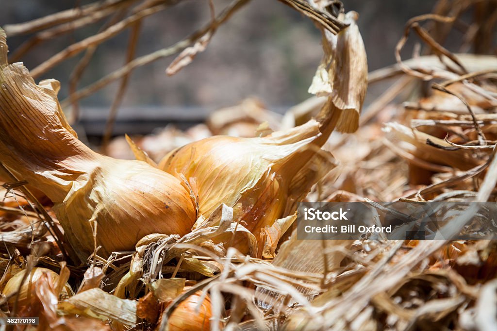 Onions Onions fresh from the garden in greenhouse 2015 Stock Photo