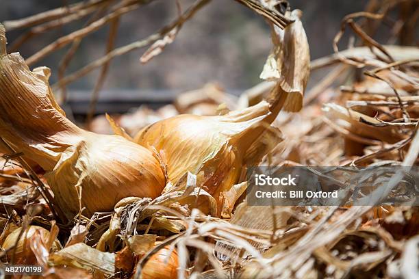 Onions Stock Photo - Download Image Now - 2015, Close-up, Copy Space
