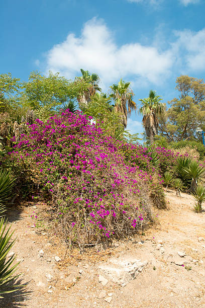 Flower Garden in the Park Jaffa