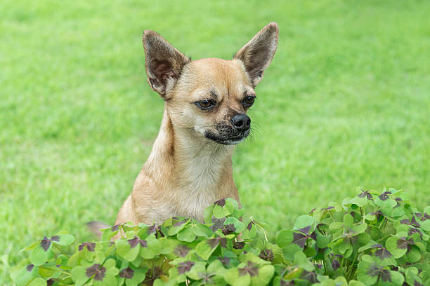 chihuahua-sekund-zielony - gespannt zdjęcia i obrazy z banku zdjęć