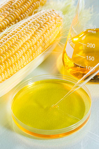 istock Biofuel or Corn Syrup sweetcorn 482180052