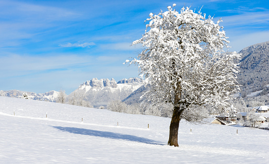 mountain landscape in winter with tree and snow