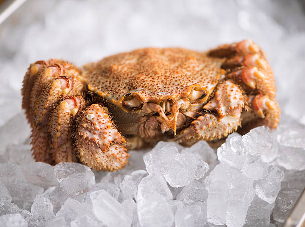 istock Horsehair Crab on Ice 482181228