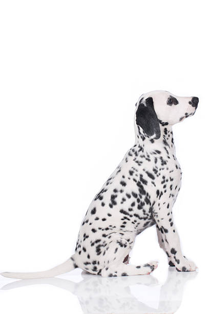 istock Young dalmatian sitting from the side 482181288