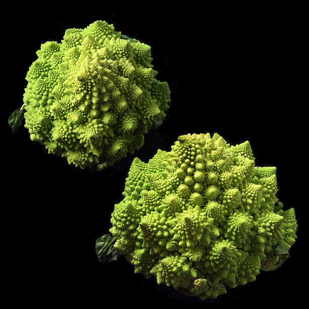 Decorative cabbage  Romanesku (Brassica oleracea)