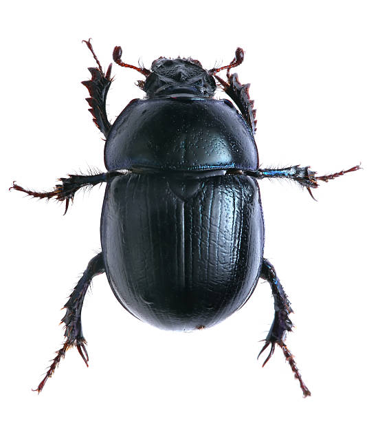 black beetle isolated on white background. Macro stock photo