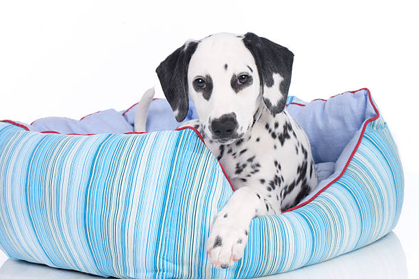 istock Young dalmatian puppy lying in a soft bed 482184880