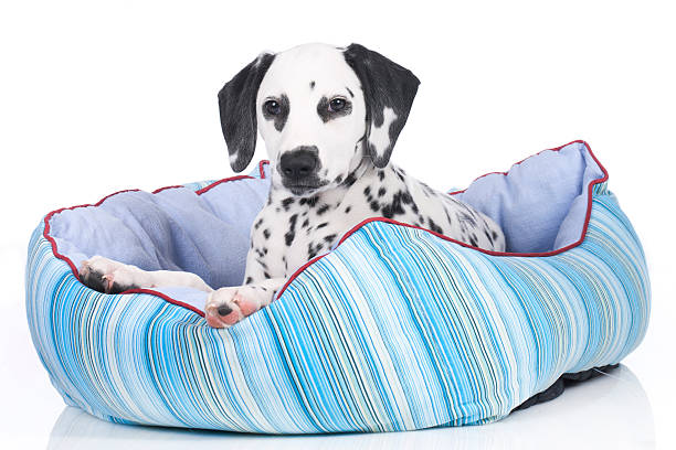 istock Young dalmatian puppy lying in a soft bed 482184884