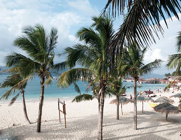 istock sea and coconut palm 482185526