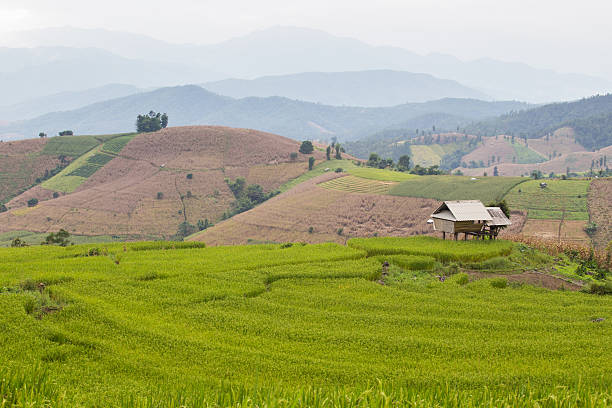 зеленые рисовые поля террасами in chiangmai, таиланд - millet terrace стоковые фото и изображения