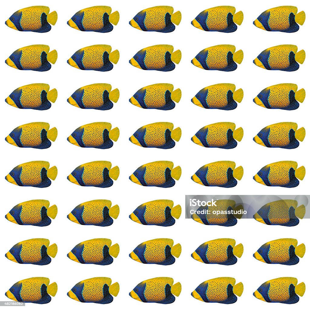 Patterned Angelfish Bluegirdled Angelfish Pattern Stock Illustration - Download Image Now ...
