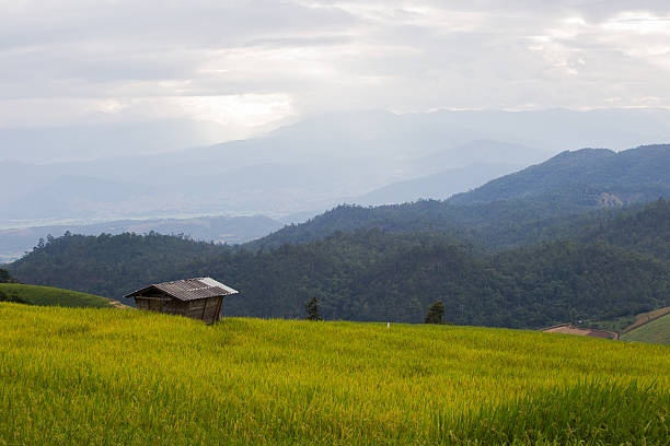 istock Green Terraced Rice Field in Chiangmai, Thailand 482186744