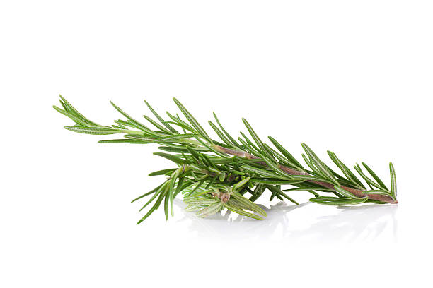 istock rosemary isolated on white background 482186804