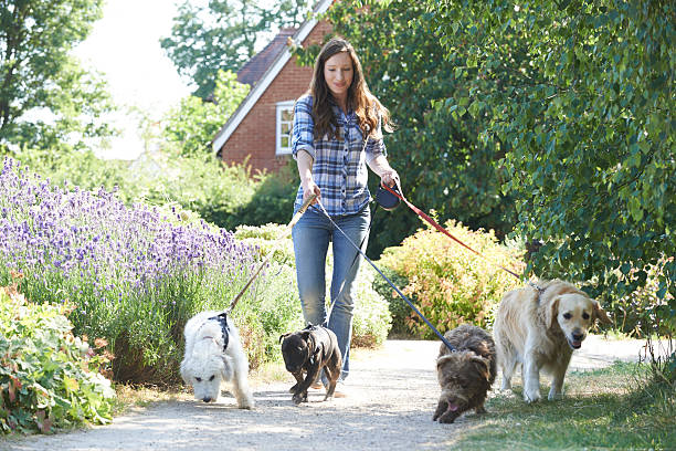 プロフェッショナルドッグウォーカーエクササイズで犬の公園 - dog walking retriever golden retriever ストックフォトと画像