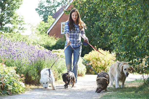 profissional passeador de cães exercício cães no parque - dog walking retriever golden retriever imagens e fotografias de stock