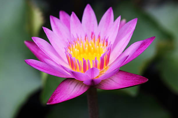 istock colorful lotus flower 482189474