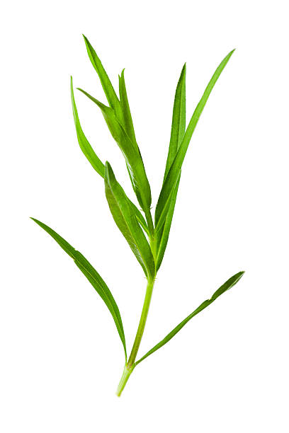 istock Tarragon herbs close up isolated on white 482189480