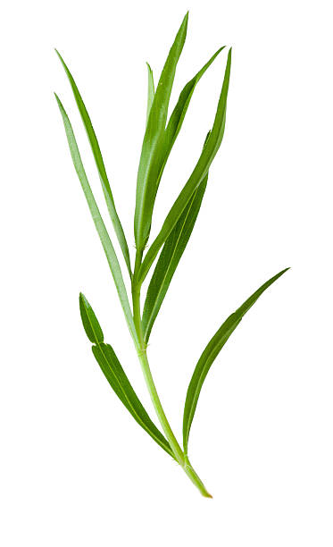 istock Tarragon herbs close up isolated on white 482189484