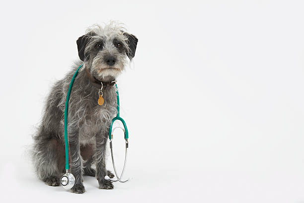 Studio Shot Of Lurcher Dog Wearing Stethoscope Studio Shot Of Lurcher Dog Wearing Stethoscope insurance pets dog doctor stock pictures, royalty-free photos & images
