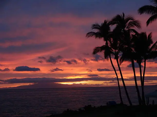 Palm Trees During Maui Sunset