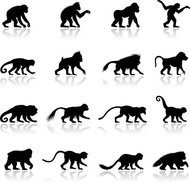 ilustraciones, imágenes clip art, dibujos animados e iconos de stock de siluetas y ape y monos - leaf monkey