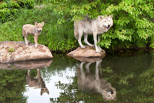 istock Adult Wolf and Pup Standing on River Rocks with Reflection 482194012