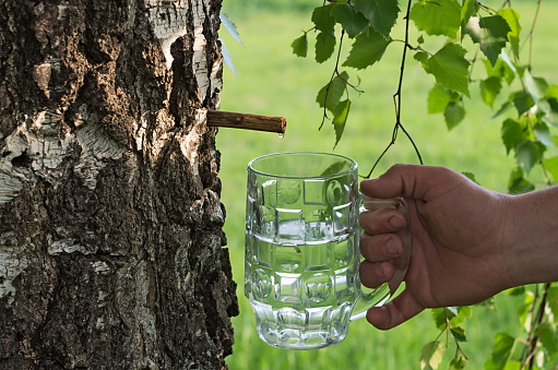 birch juice and a glass