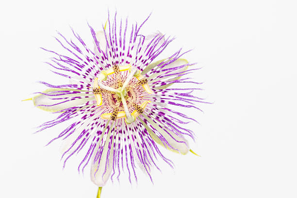 istock Purple passion flower close up 482195472