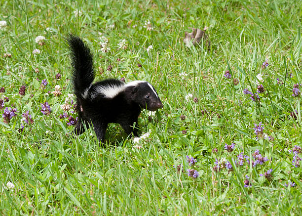 Young skunk walking in a meadow with little purple wildflowers