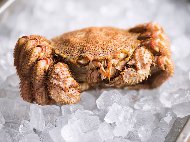 istock Horsehair Crab on Ice 482198350