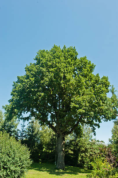 istock ancient green oak background blue sky and roses 482198960