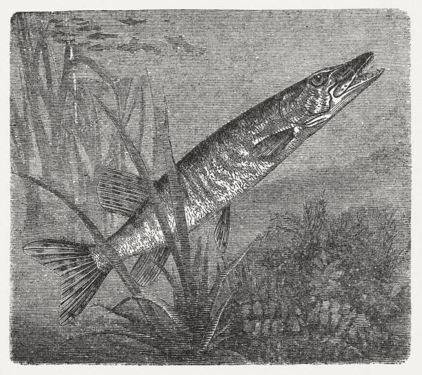 노던파이크 (esox lucius), 에 1868 - pike dive stock illustrations