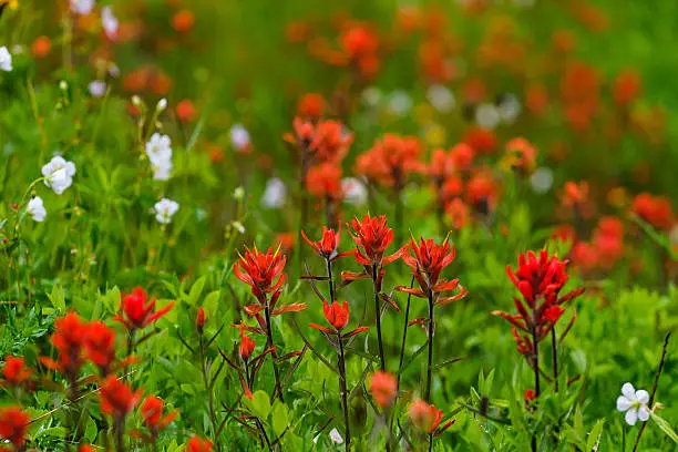 Indian Paintbrush Mountain Meadow - Scenic landscape nature scene with colorful vibrant Indian Paintbrush wildflowers.  Colorful and vibrant flowers in field.  Colorado, USA.