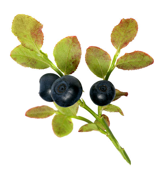 istock sprig of fresh wild forest blueberries isolated on white background 482200040