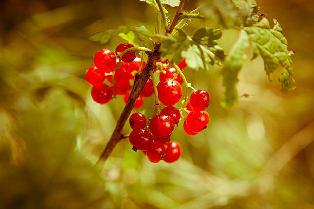 istock Red currants in the garden 482202422