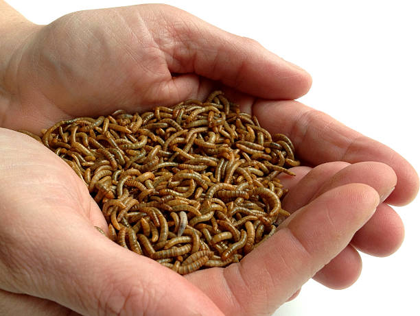 bild von einer handvoll mini mealworms - made man object stock-fotos und bilder